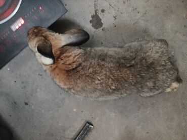 Декоративные кролики: Срочно продается оптом Кролика 4 самки 1 самец парода 3 самка фландр и — 20