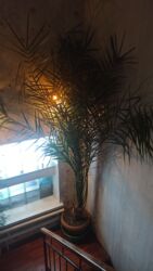 книжный шкаф для детской комнаты: Пальма живое растение