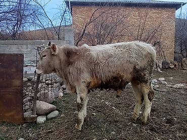 Коровы, быки: Продаю | Бык (самец), Музоо, торпок | Полукровка | На откорм | Привязанные — 9