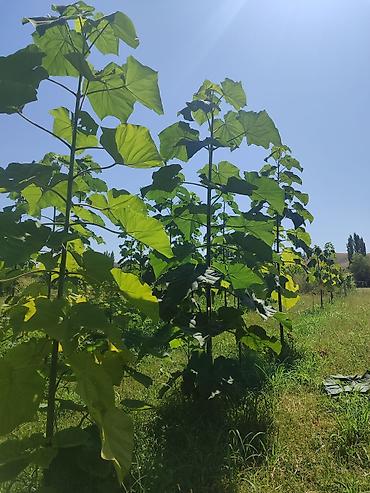 Другие виды семян и саженцев: ПАВЛОВНИЯ КОЧОТТОРУ САТЫЛАТ СОРТТОРУ: -ФТЭ - ШАНГТОНГ - ПАОТОНГ Z 07 — 13