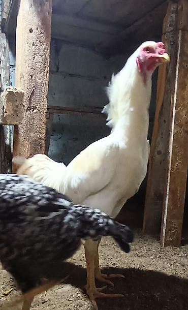 Xoruzlar: Xoruz, il: 1, Ünvandan götürmə — 8