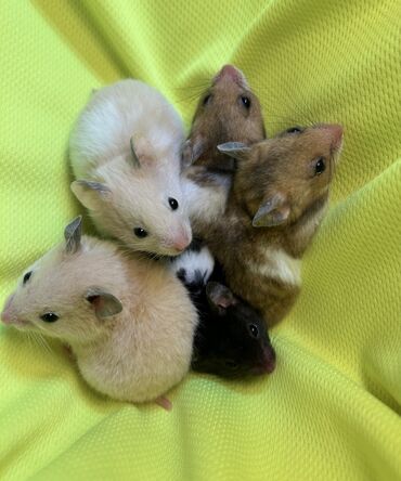мышь: Продаются ангорские, сирийские и джунгарские хомячки, бамбуковые мыши