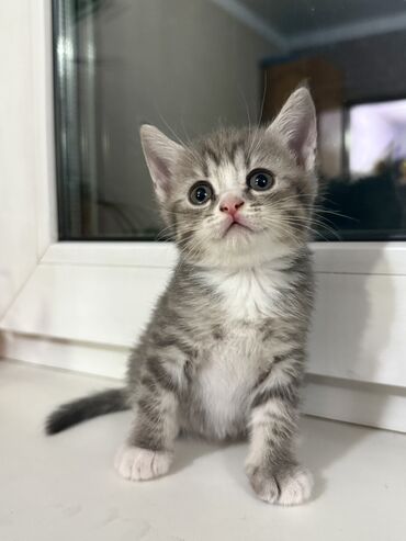 отдам кота я его боюсь: Скотиш Страйт (Шотландская прямоухая), 1 месяц, Девочка, Серый