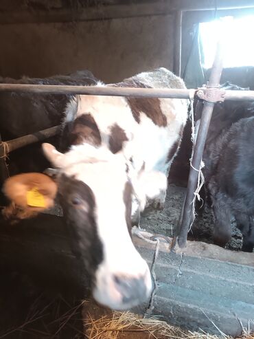 Коровы, быки: Продаю | Бык (самец) | На откорм | Привязанные — 5