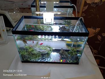 akvarium balıqları: Ternesiya balığı, Sülhsevər, Pulsuz çatdırılma — 3