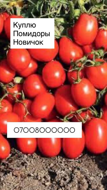 перфоратор цена бишкек: Помидоры Сливки, В розницу