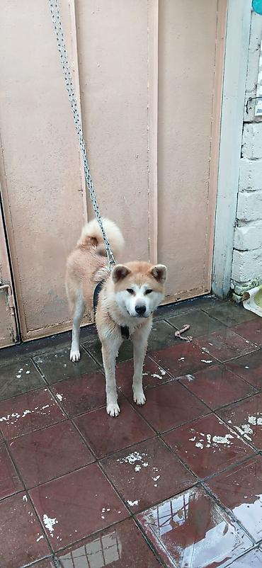 çixuaxua qiymeti: Akita-inu, 1 il, Dişi — 2