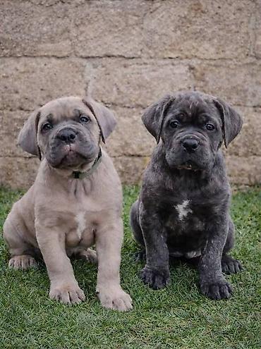 Psi: Cane Corso štenci Štenci Cane Corso, oštenjeni 02.12.2025, slobodni za — 1