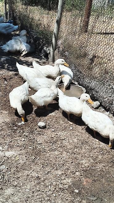 tap az qusar heyvanlar: Ağ Pekin (bolqar) ördəkləri satılır. Biri 15 manatdan 18 ədəd — 1