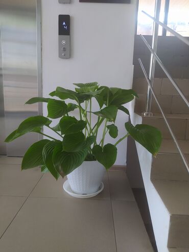 бальзамин комнатный купить: Продаются растения для офисов