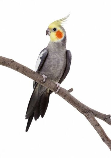 Птицы: Попугай карелла Абдрахманова 315