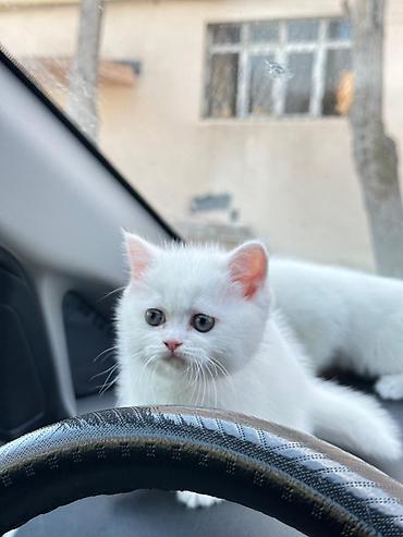 Pişiklər: Britan — 4