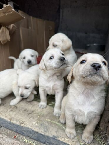 Продажа собак: Щенки светлого окраса лабрадоров/ретриверов 4 мальчика, 3 девочки У — 2