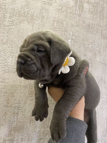 İtlər: Kane-Korso, 2 ay, Erkek, Sənədli, Pulsuz çatdırılma, Ödənişli çatdırılma — 5