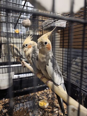 Tutuquşları: Nymph (cockatiel) tutuquşuları – qəfəsdə cüt. - Rəng: boz-ağ qarışıq