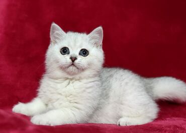 Продажа кошек: Скотиш Страйт (Шотландская прямоухая), 2 месяца, Девочка, Серебристая шиншилла
