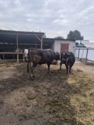 дом для животных: Сатам | Бука (эркек) | Бордоп семиртүү үчүн