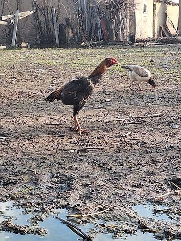 Другие животные: Другие животные — 4