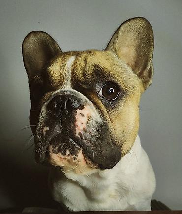 ev heyvan adlari: 🐶 Fransız buldoqu balası satılır! ✨ Doğum tarixi: 8 iyun 2026-cı il — 1