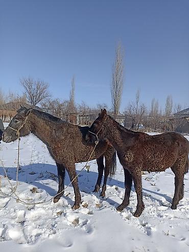 Лошади, кони: Продаю | Кобыла (самка) — 1