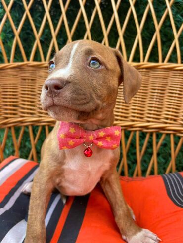 Psi: Registrovana odgajivacnica pasa "Happy Puppies" ima u ponudi prelepe — 7