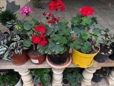 Otaq bitkiləri: Butun guleri endirimnen satiram ancag xanimlara satiw olur cox gul — 21