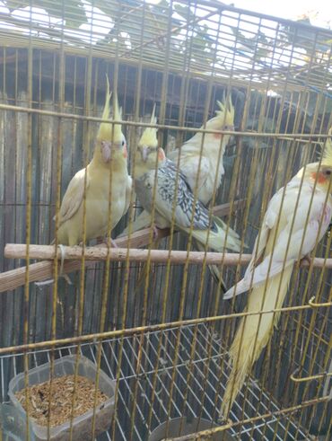 Tutuquşları: Məhsul: Nimfa (Cockatiel) tutuquşuları – ağ-sarı rəngli, yanaqlarda — 13