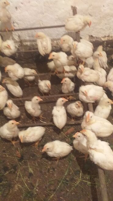 бройлерные цыплята: Продаю цыплята 
ХАЙ-ЛАЙН СОНЯ ГРЕЙ 
для розведения несушки