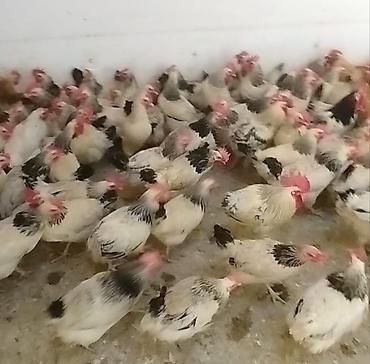 kone kors: 6 aylıq damazlıq fereler yumurtaya teze duşub her bir vaksinasyası — 4