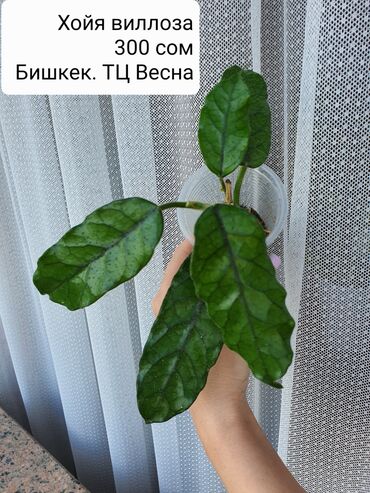чемеричная вода: Хойи в ассортименте Цена и название на фото Некоторые сорта