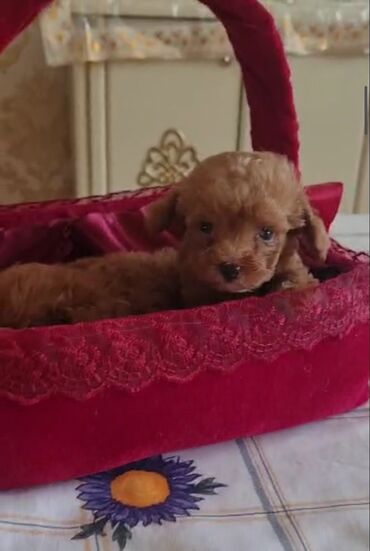 İtlər: Pudel, 3 ay, Erkek, Peyvəndli, Ünvandan götürmə — 7