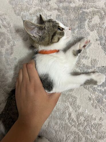 кошки пародистые: Отдам кошку в хорошие руки маленькая и очень спокойная приручина к
