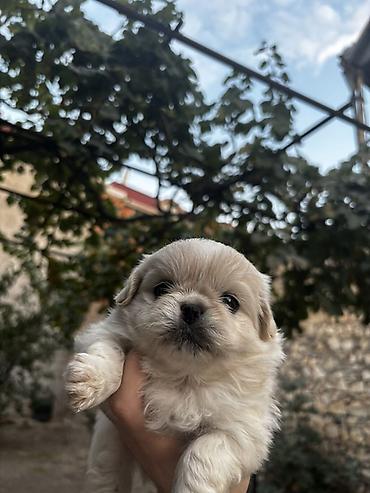pekines it: 1 ay — 1