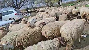 Qoyunlar, qoçlar: Satış: Qoyun sürüsü 0509813022 - Növ: Qoyun (ana qoyunlar üstünlük — 4