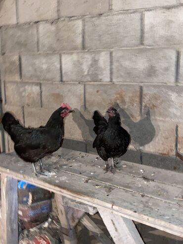 цыплята: Продаю карликовых кур 2 штуки и петуха ( за всех 3000 сом ) Цыплята