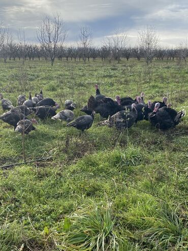 Hinduşka: Erkək, Ətlik, Ünvandan götürmə — 10