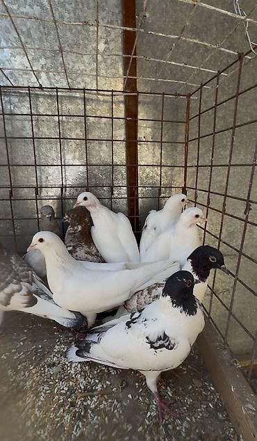 ПРОДАЮТСЯ ИГРОВЫЕ ГОЛУБИ🕊️ Порода: Бокинс- Иранские Красивые at lalafo.kg ПРОДАЮТСЯ ИГРОВЫЕ ГОЛУБИ🕊️ Порода: Бокинс- Иранские Красивые
