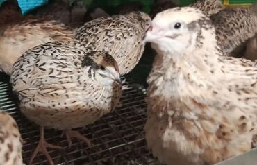 лотки для перепелиных яиц: Продам перепел