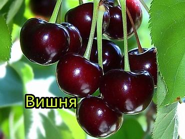 Другие фруктовые и ягодные растения: Саженцы плодовых культур (разные сорта) оптом и в розницу. Успейте — 8