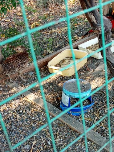 laçın quşu: Qizili qirvuldu yaxsi baxilib hazirda yumutayir 20 den cox yumutrasida