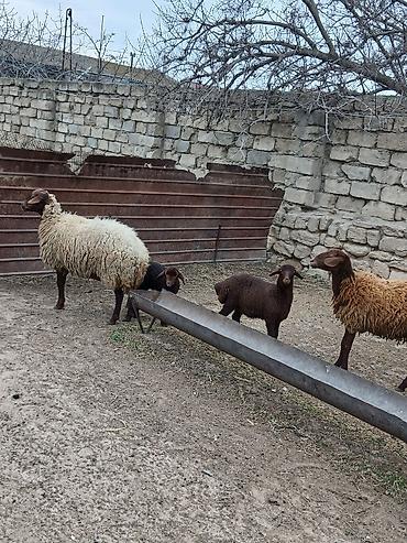 K/t heyvanları və malları: Salam 2 dene Ana baladi. Qirmizi qoyun 1 ci qarnidi disi balaynan .Ag — 10