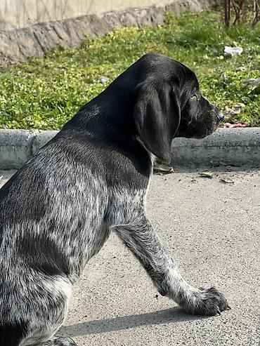 Продажа собак: Продаются щенки курцхаара. Дата рождения: 12 января 2026 г. Порода — 7