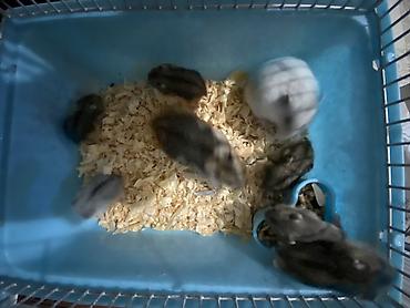 Gəmiricilər: Dwarf hamsterlər – ev heyvanı - Cırtdan/dwarf hamsterlər (bir neçə -da lalafo.az — 9 Gəmiricilər: Dwarf hamsterlər – ev heyvanı - Cırtdan/dwarf hamsterlər (bir neçə — 9