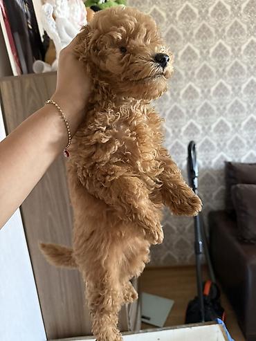 i̇t balası ucuz: Pudel — 1