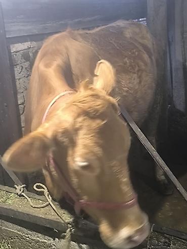 Коровы, быки: Продаю | Корова (самка) | Для разведения | Привязанные — 1