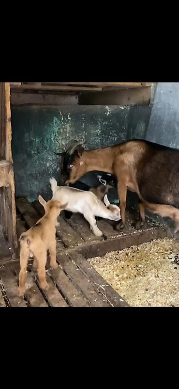 Keçilər, çəpişlər: Satılır: süd keçisi bala ilə Xüsusiyyətlər: - Ana keçi qəhvəyi-qara — 8