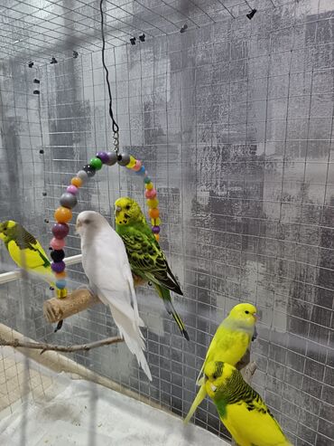 Tutuquşları: 1 ədəd - 20 manat Sevgi və qayğı göstərə biləcək insanlara dalğalı — 5