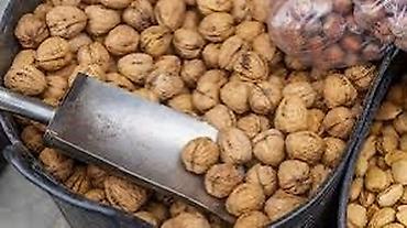 шапка флисовая: Куплю орехи в хорошем цене 
В Чуйской области новый орехи — 2