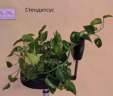 Другие комнатные растения: #Аллоказии/Сингонеумы/ Прочее-Домашние - Адаптированные!!! — 2