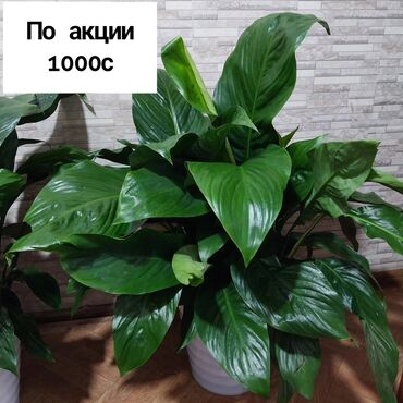 кливия белая купить: Крупное комнатное растение с широкими глянцевыми листьями насыщенного